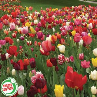 Perennial Multi Colour Mix Tulip Half Basket Thumbnail